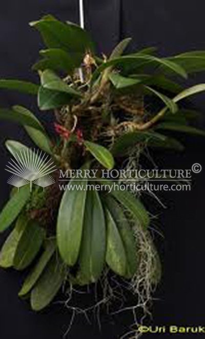 bulbophyllum macranthum